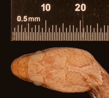 Media type: image;   Herpetology R-29134